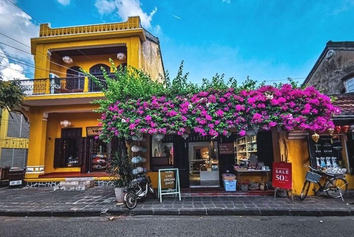 Hoa giấy Hội An có vẻ đẹp nổi bật mà vẫn hài hòa với nếp xưa nhà cổ, mái ngói rêu phong